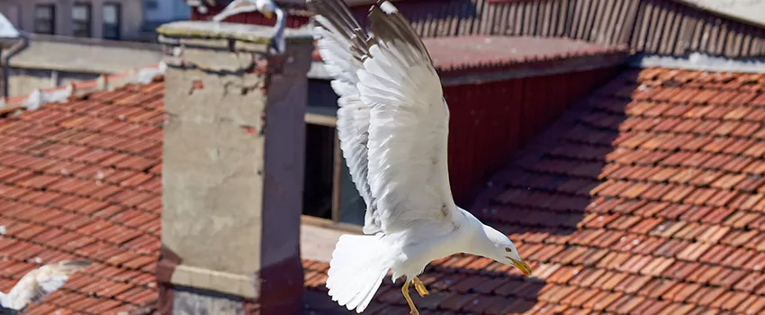 Residential Chimney Animal Removal Solution in Bel Air South, MD